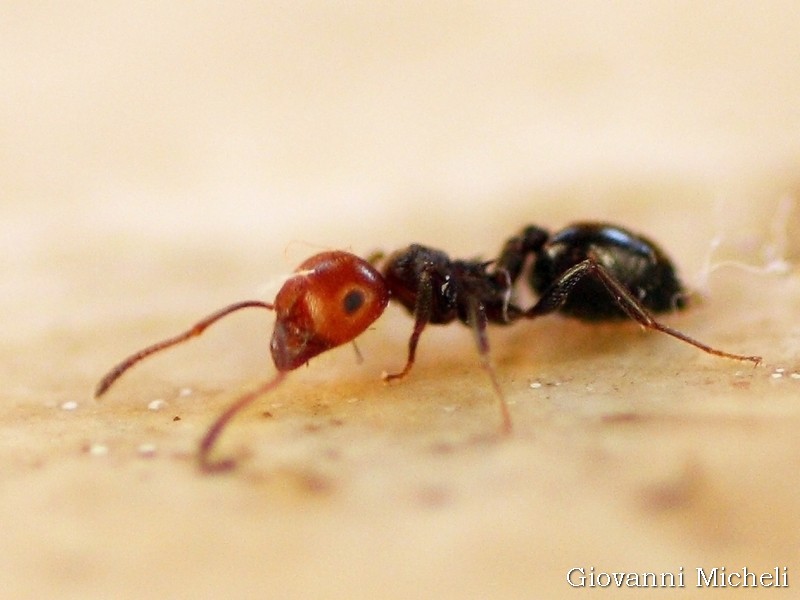 Crematogaster scutellaris